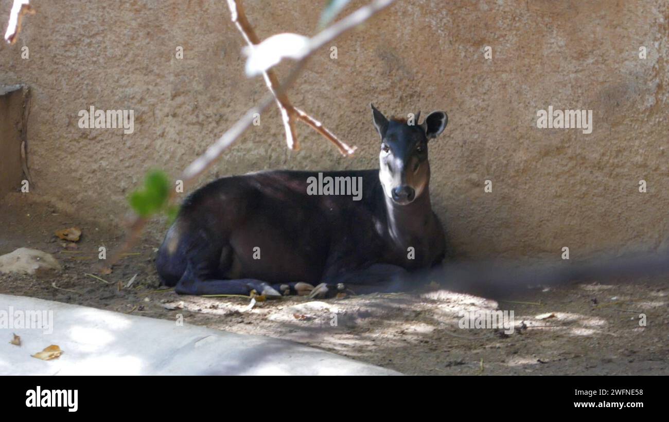 Los Angeles California USA 29th January 2024 Yellow Backed Duiker At   Los Angeles California Usa 29th January 2024 Yellow Backed Duiker At La Zoo On January 29 2024 In Los Angeles California Usa Photo By Barry Kingalamy Stock Photo 2WFNE58 