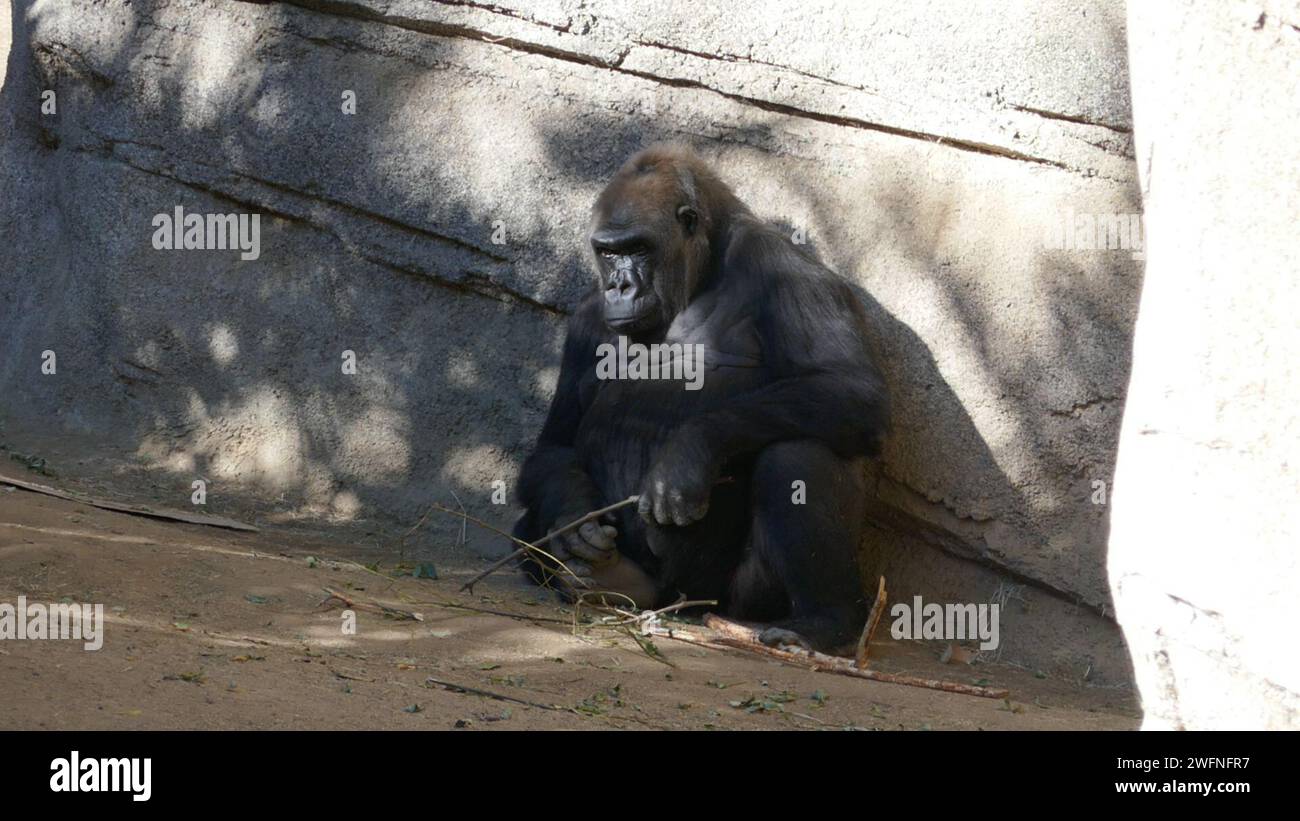 Los Angeles, California, USA 29th January 2024 Western Lowland Gorilla ...