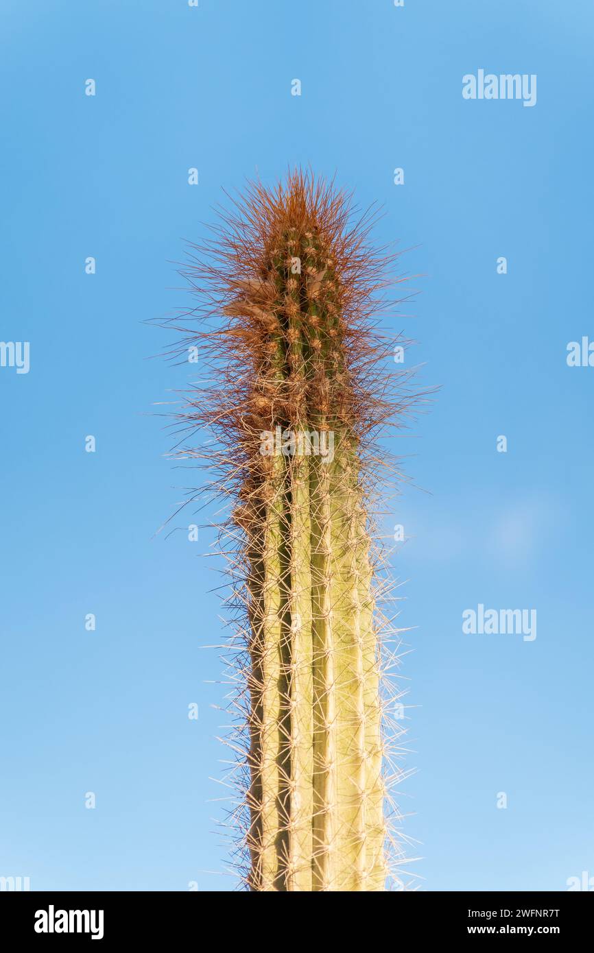 Arthrocereus rondonianus is a species of plant in the Cactaceae family. Arthrocereus rondonianus cactus in a garden Stock Photo