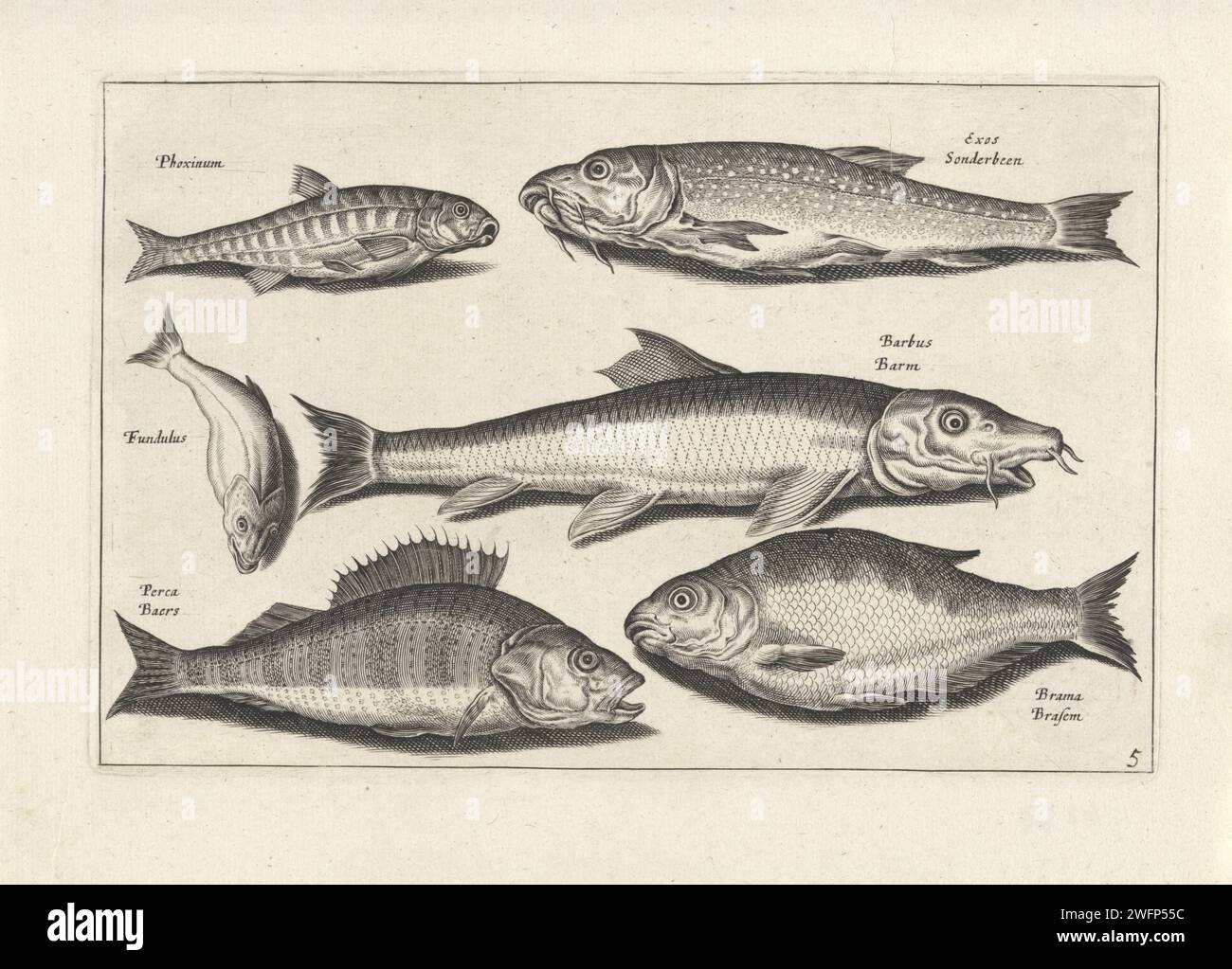 Six fish including a perch, Anonymous, After Adriaen Collaert, 1634 print A Phoxinus, a fundulus, a dotted fish, a barbus, a perch and a bream. Each fish is equipped with its name. The print is part of a series with fish as the subject. Amsterdam paper etching / engraving fishes. bony fishes: sea-perch Stock Photo