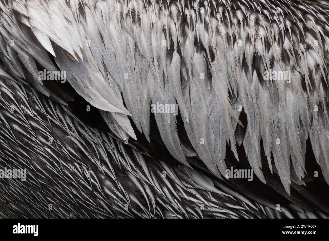 Guanaqueros, Coquimbo, Chile. 31st Jan, 2024. The plumage of a seagull on the beach of Guanaqueros, Chile. (Credit Image: © Matias Basualdo/ZUMA Press Wire) EDITORIAL USAGE ONLY! Not for Commercial USAGE! Stock Photo