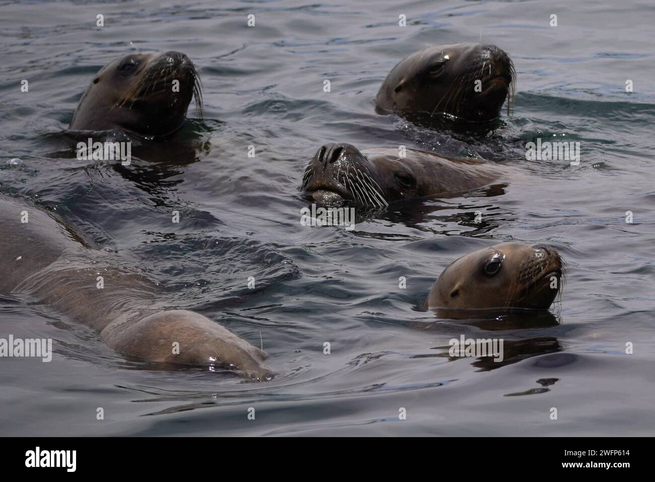 Guanaqueros, Coquimbo, Chile. 31st Jan, 2024. Sea lions are seen on the beach of Guanaqueros, Chile. (Credit Image: © Matias Basualdo/ZUMA Press Wire) EDITORIAL USAGE ONLY! Not for Commercial USAGE! Stock Photo