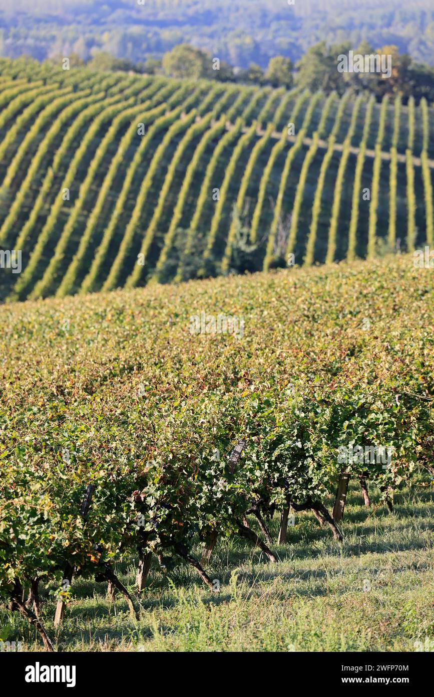 Vine and vineyard of the Cadillac Côtes de Bordeaux appellation on the right bank of the Garonne river. Production of red wine. Vine and vineyard of B Stock Photo