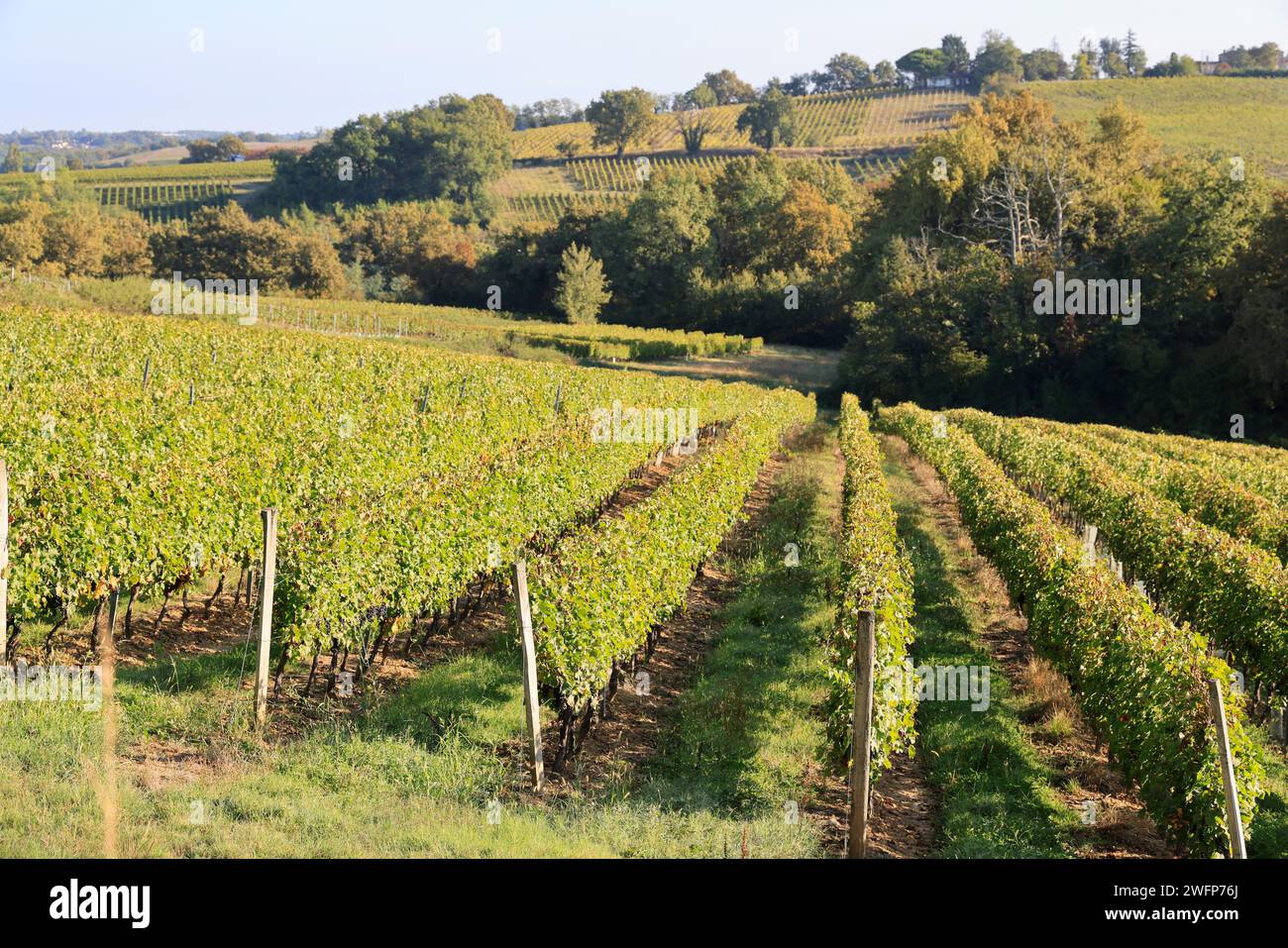 De top vine vineyards