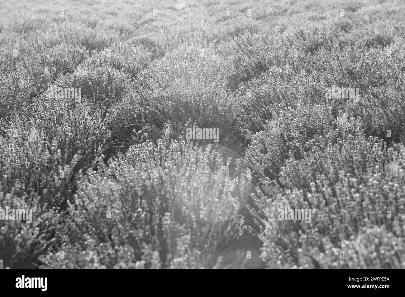 Scenic view of purple lavender field at sunset on a sunny day in the ...