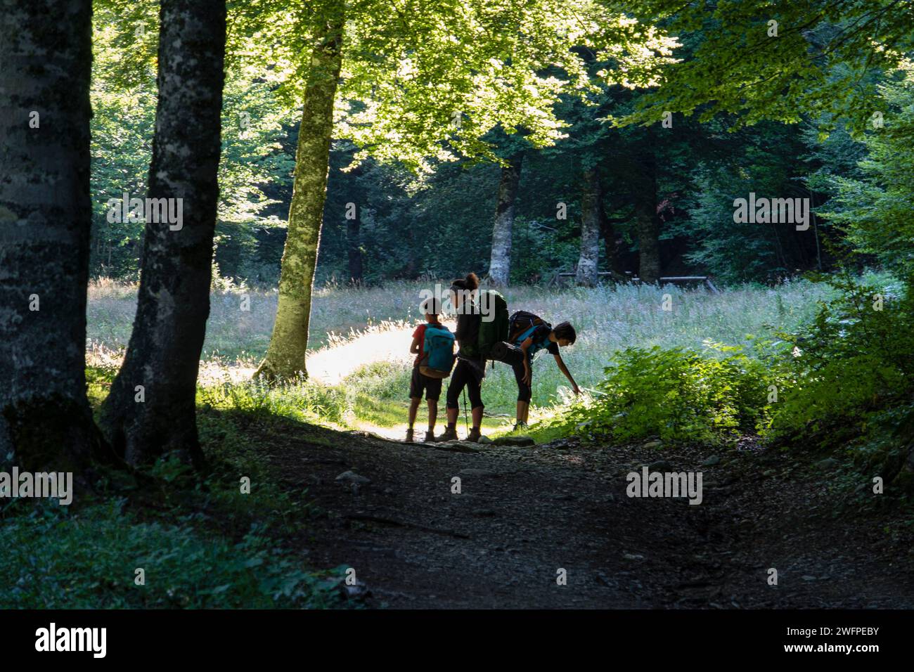 niños cruzando el bosque de Linza, ruta de las Golondrinas, barranco de Petrechema, pirineos occidentales, , Huesca, Aragón, Spain, Europe Stock Photo