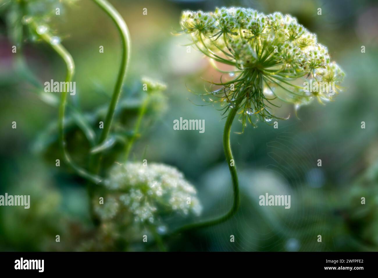 Umbel flower hi-res stock photography and images - Alamy