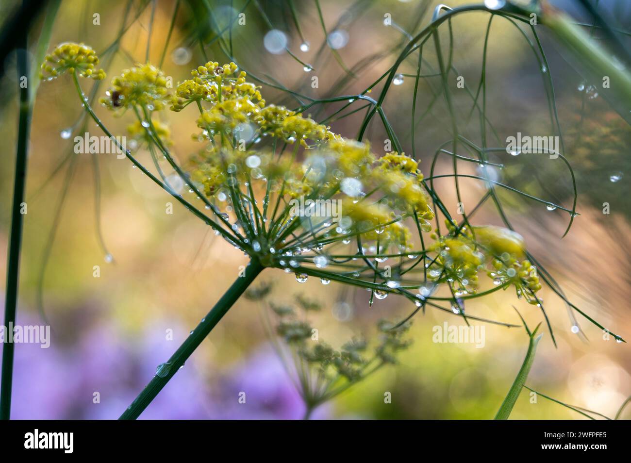 Umbel flower hi-res stock photography and images - Alamy