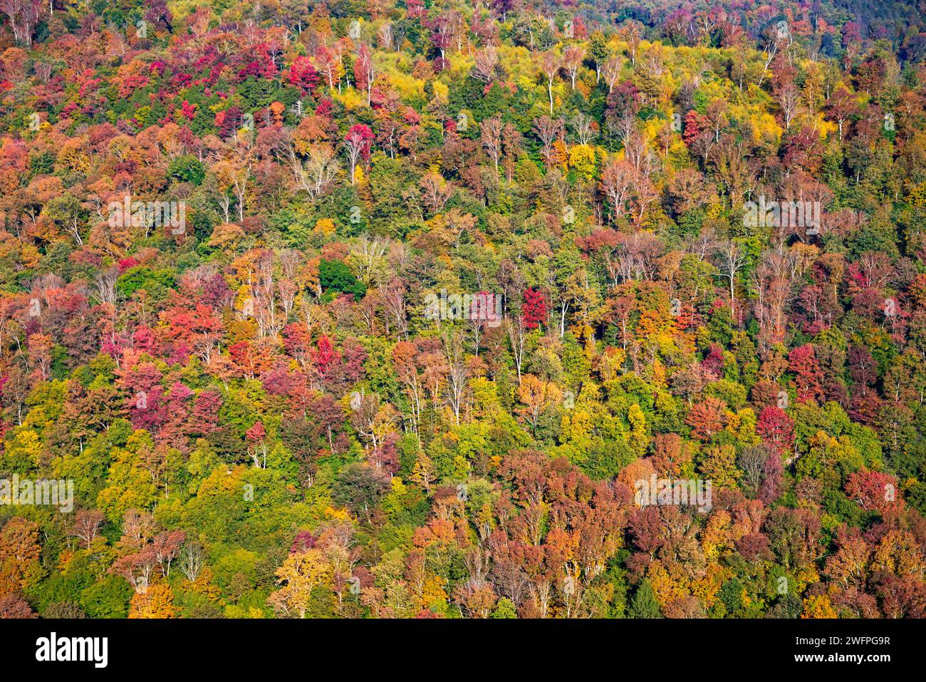 Worlds End State Park, State park in Pennsylvania, USA Stock Photo Alamy