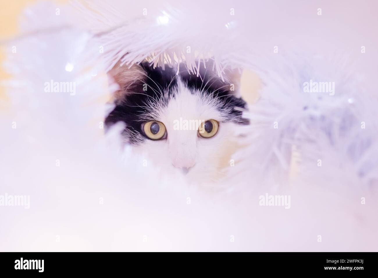 Cat among blurred white branches portrait close up Stock Photo