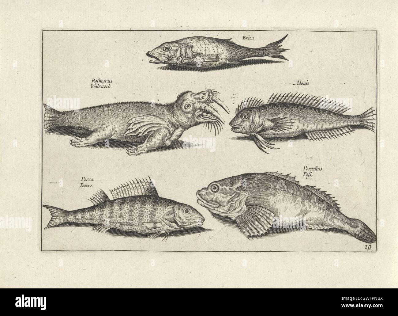 Four fish and a walrus, anonymous, after Adriaen Collaert, 1634 print ...