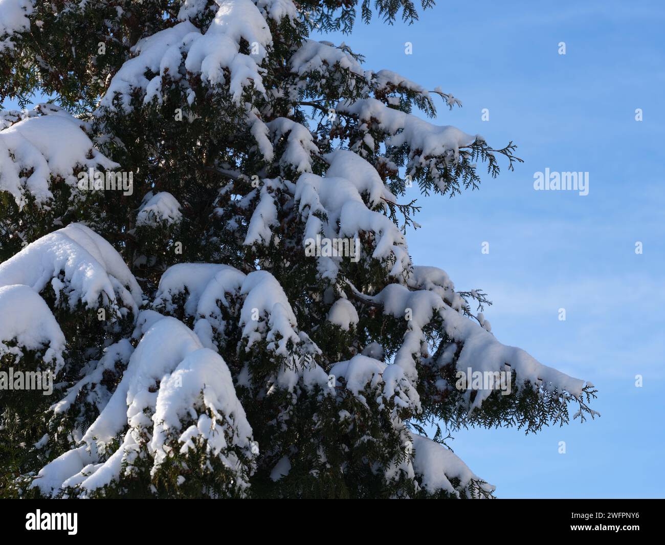 A thuja tree covered snow against blue sky. Stock Photo