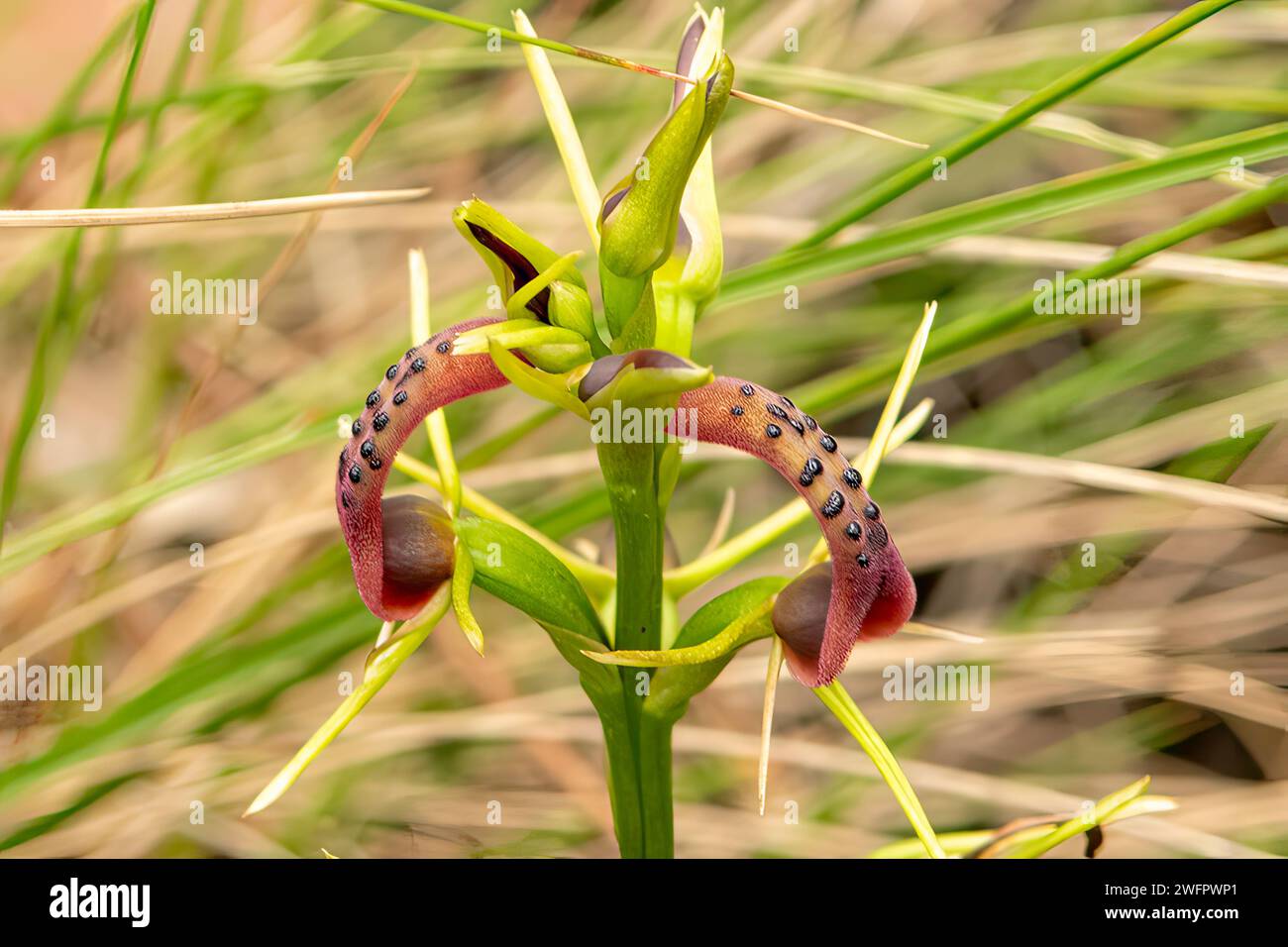 Cryptostylis leptochila, Small Tongue-orchid Stock Photo