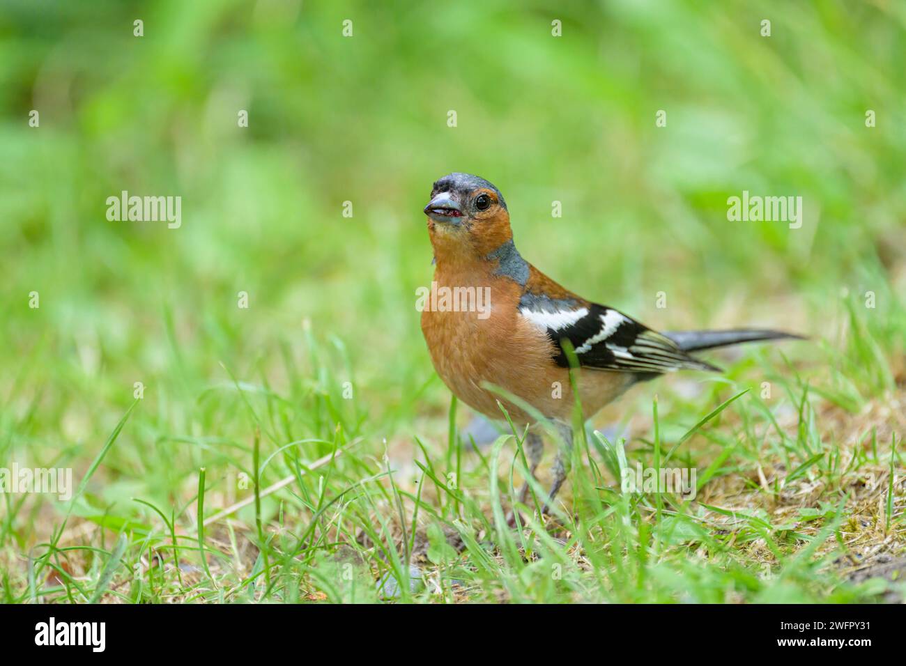 A male Common Chaffinch standing on the ground, sunny day in summer Prad am Stilfserjoch Italy Stock Photo