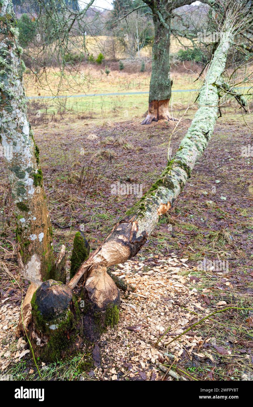 Trees felled by UK Beavers, Beaver activity in Aberfeldy Scotland Stock Photo