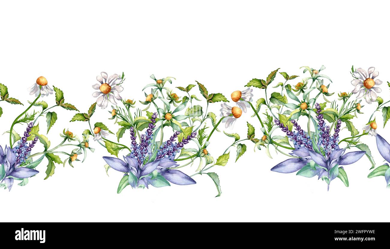 Seamless border of sage herbal plant, bidens flower watercolor illustration isolated on white. Board with salvia, nettle, chamomile. Useful herbs hand Stock Photo