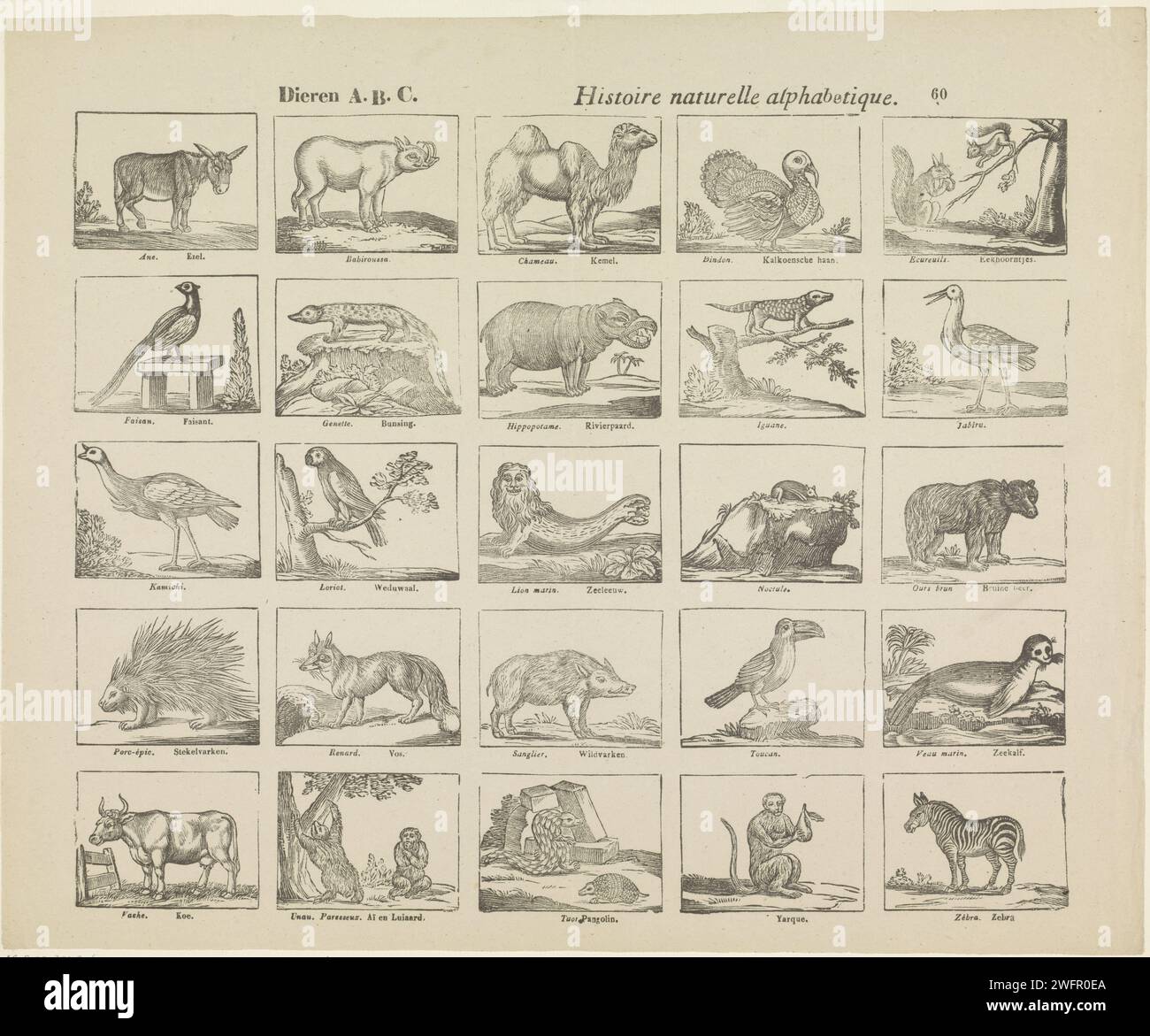 Dieren a b c natural alphabetical history 1800 1833 print leaf