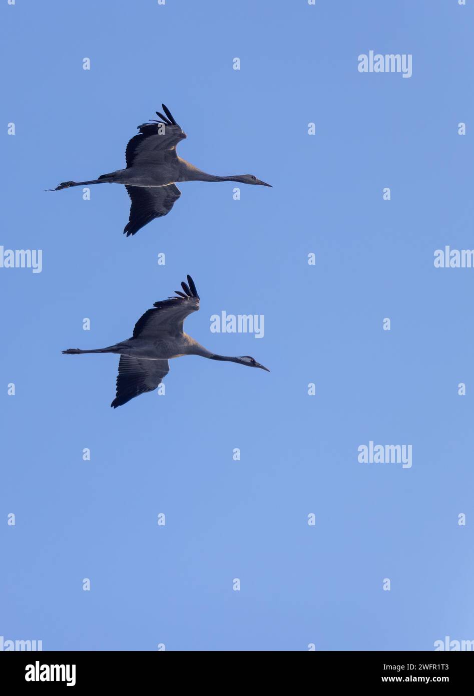 Flock of birds, Common Crane, migration in Hortobagy National Park