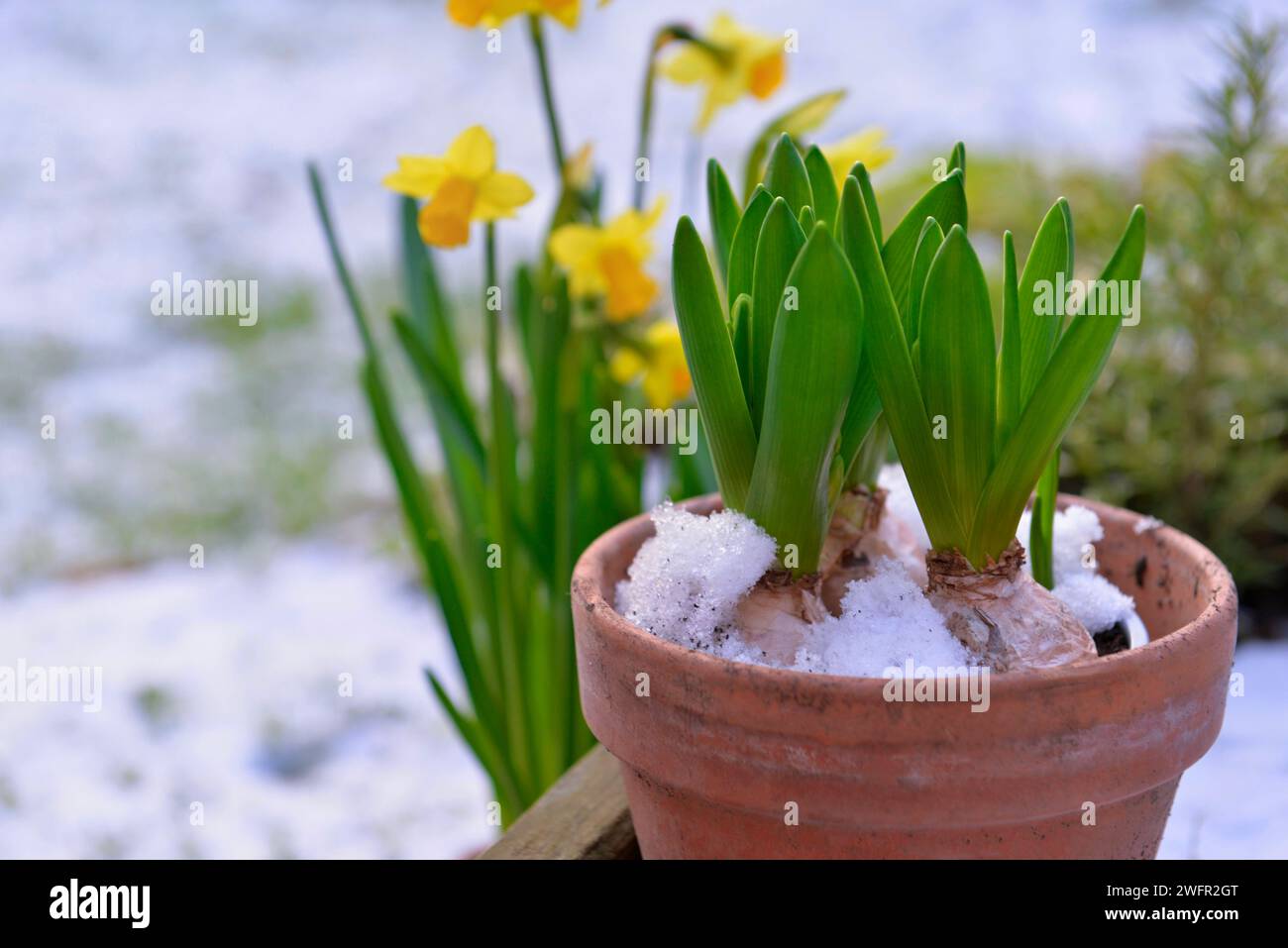 Hyacinth growing  in a flower pot  and narcissus covered with snow Stock Photo
