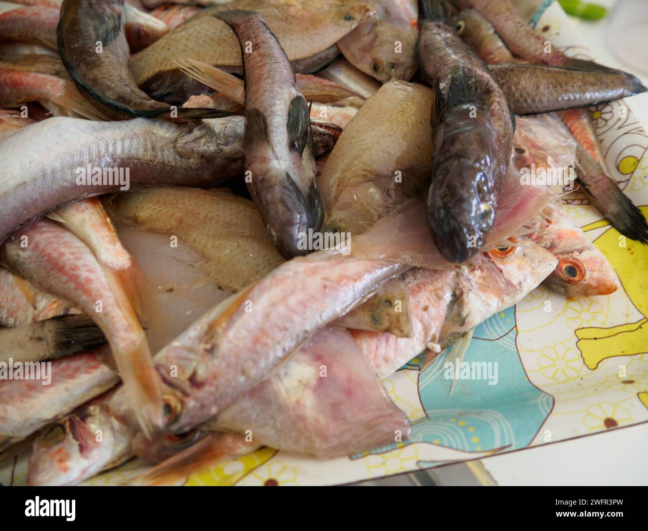 fresh fish from adriatic sea bought in Numana Le Marche Italy high res ...