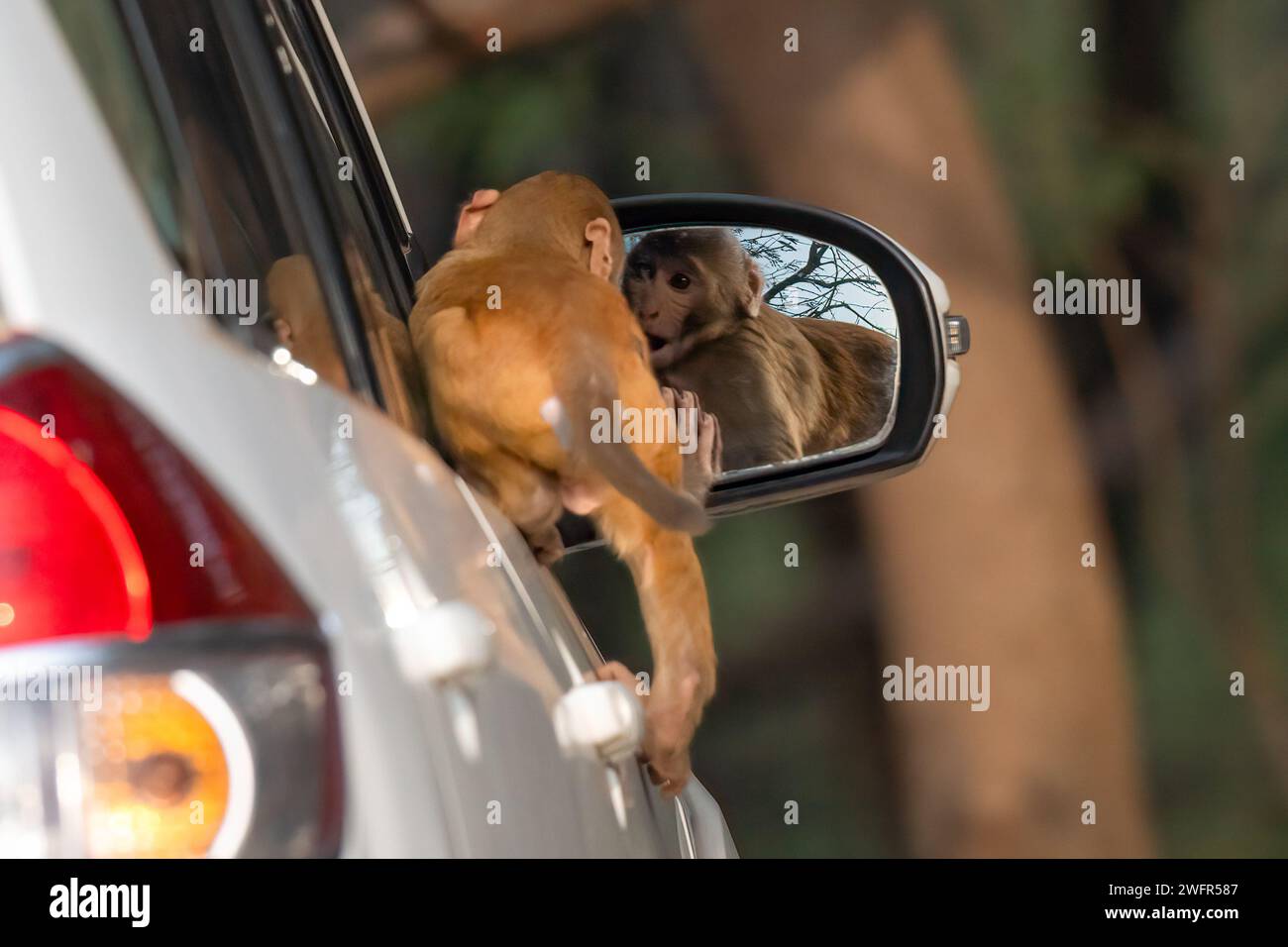 Shocked by its own reflection CHANDIGARH, INDIA ADORABLE IMAGES show a monkey who cannot quite believe it has a reflection navigating the confusion. Stock Photo