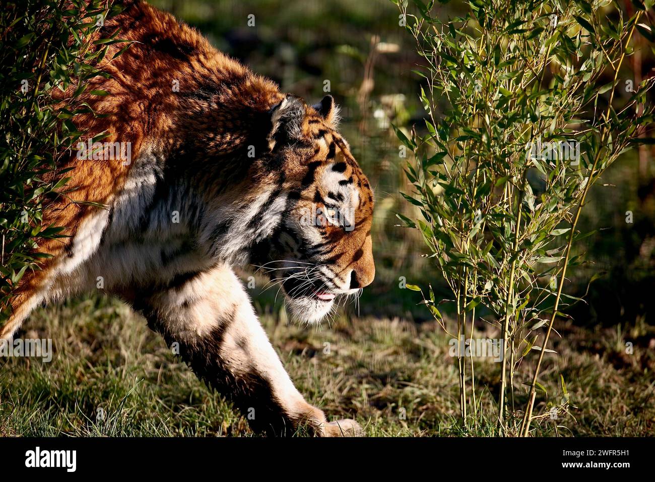 Amur Tiger (Panthera Tigris) Stock Photo