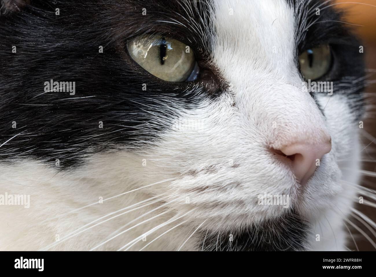 Close up of cat face Stock Photo - Alamy