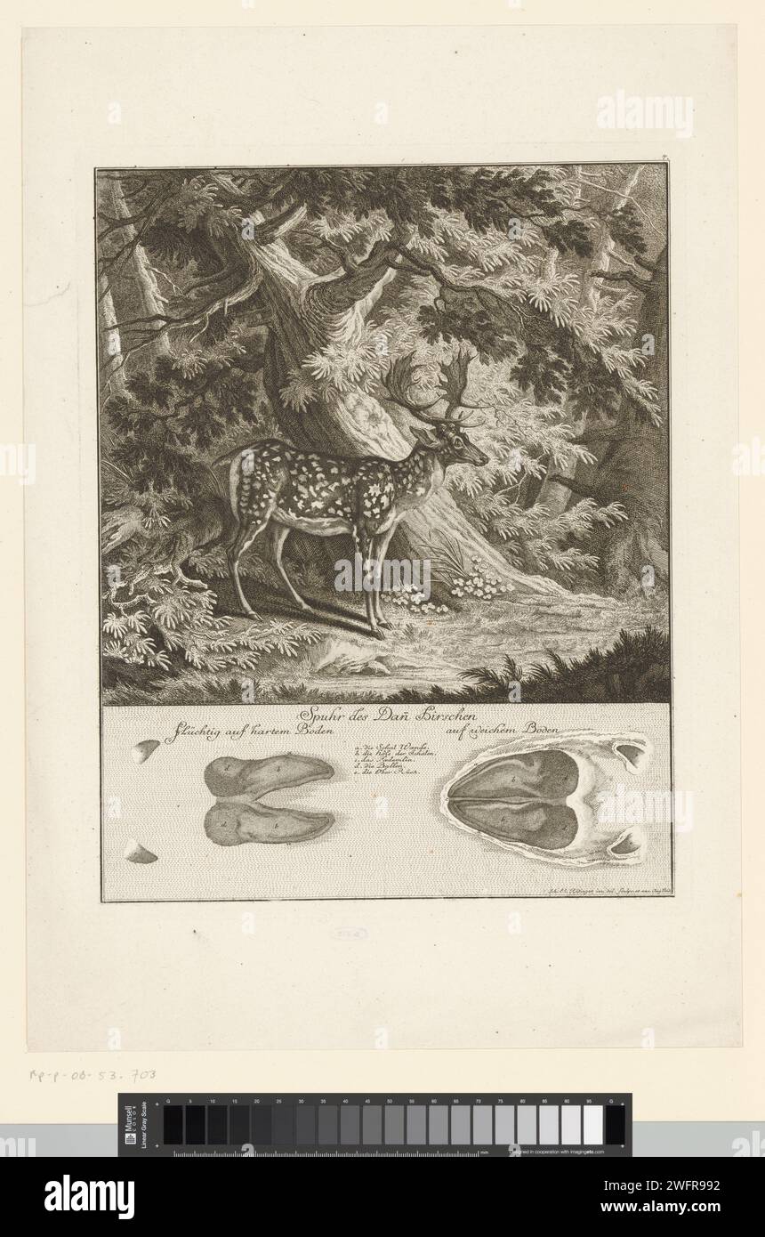 Damhert with Spoor, Johann Elias Ridinger, 1751 print  Augsburg paper etching hunt  mammals. foot-print, track. forest, wood. hoofed animals: deer Stock Photo