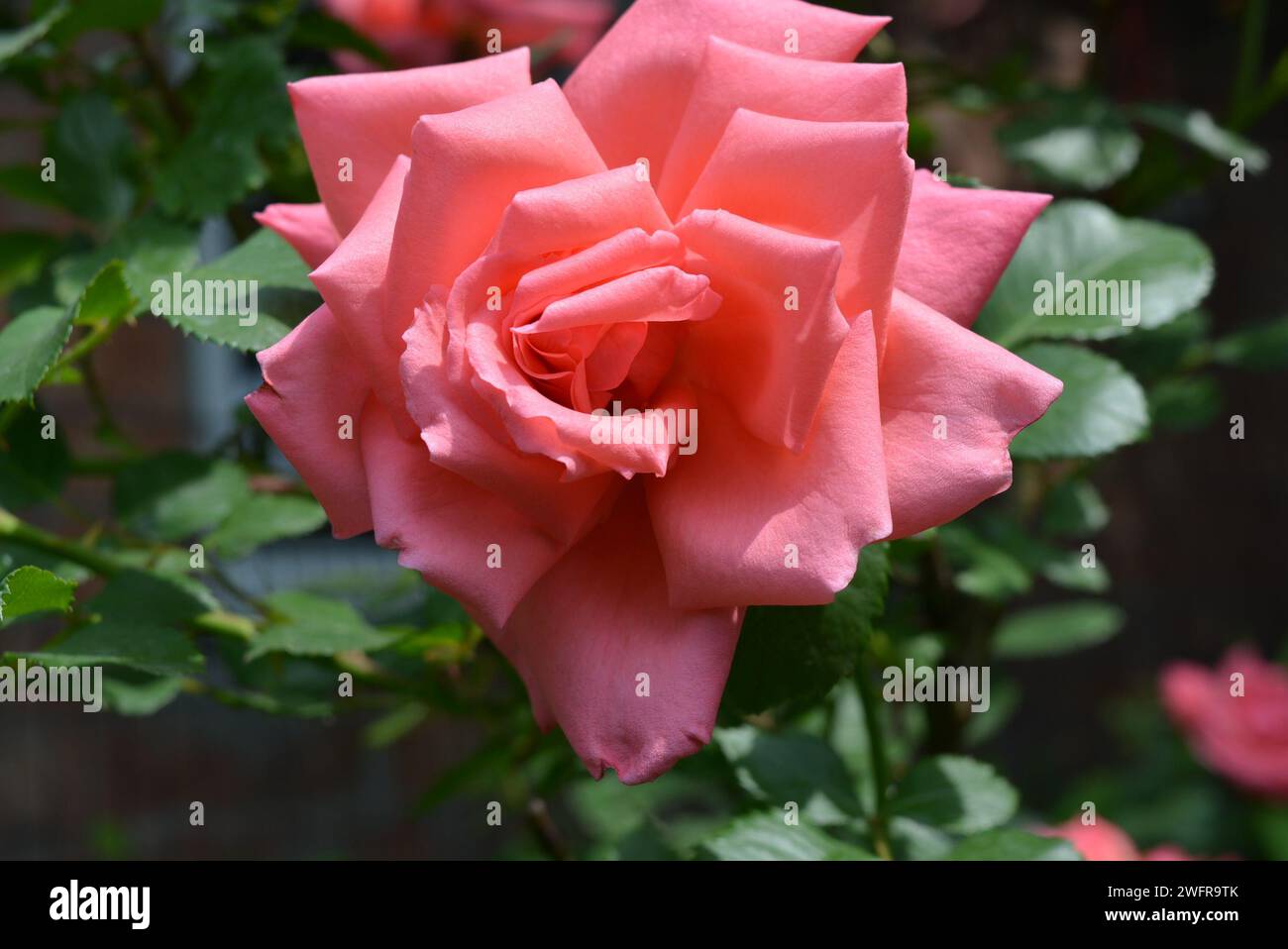 Bright Neon Roses Fabulous photos of bright neon pink roses, rose petals, beautiful color ...