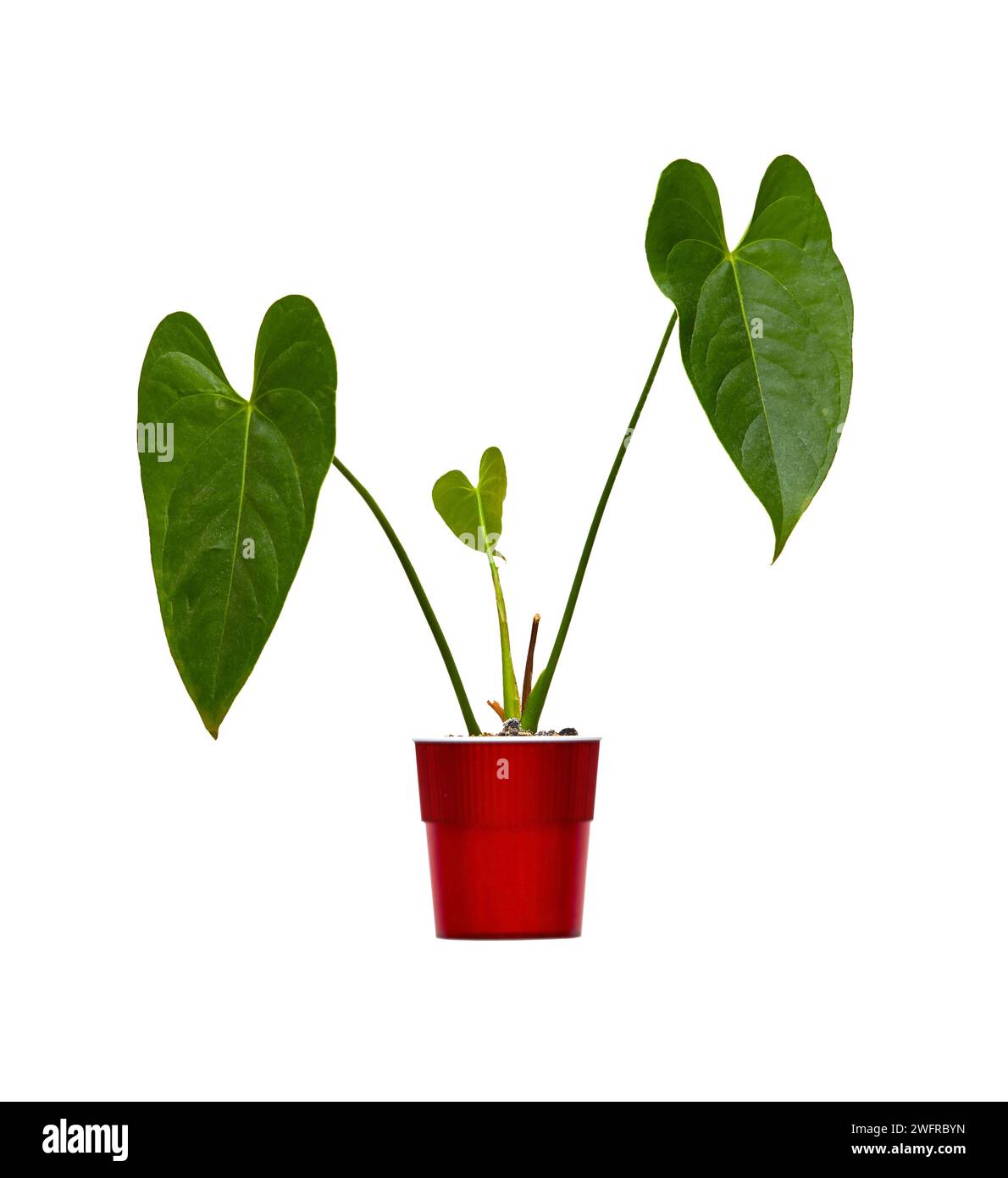 Image of a houseplant anthurium in a red pot on a white background Stock Photo