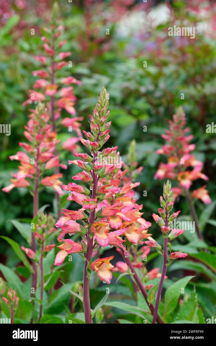 Digitalis valinii Falcon Fire, Digiplexis Falcon Fire, Upright spikes of funnel-shaped orange flowers, flushed red-pink, Stock Photo