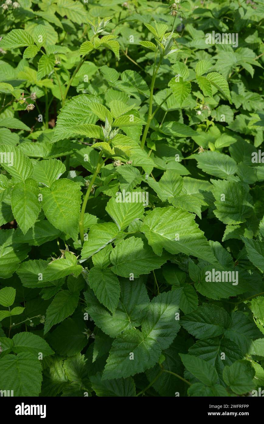 Home garden, young and green raspberry shoots with large leaves growing ...