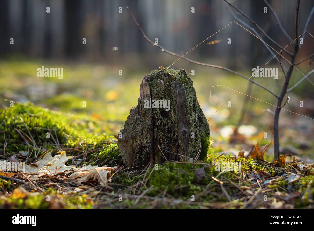Image of a tree stump hi-res stock photography and images - Alamy