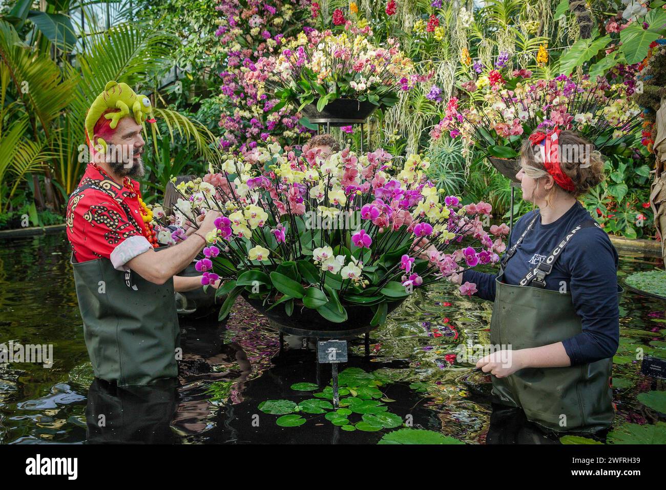 London, UK. 1st February 2024. Orchid Festival at Kew Gardens. Vibrant orchid flora from Madagascar forms this years festival display in the Princess of Wales Conservatory at Kew Gardens. Credit: Guy Corbishley/Alamy Live News Stock Photo