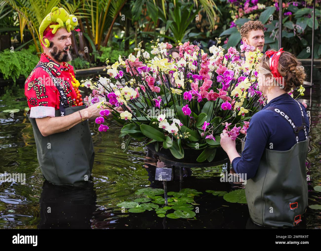 London, UK. 01st Feb, 2024. Kew horticulturists put finishing touches to the central display in the glasshouse pond, with horticulturist Henck Röling in one of his trademark colourful hairstyles. Kew Gardens' annual Orchid festival at the Princess of Wales Conservatory this year is a celebration of the beauty and biodiversity of Madagascar. It runs from 3 Feb - 3 Mar 2024. Credit: Imageplotter/Alamy Live News Stock Photo