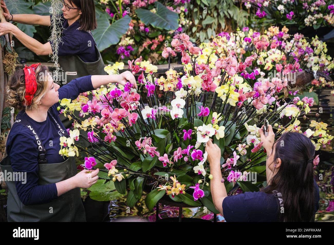 London, UK. 01st Feb, 2024. Kew horticulturists put finishing touches to the central display in the glasshouse pond. Kew Gardens' annual Orchid festival at the Princess of Wales Conservatory this year is a celebration of the beauty and biodiversity of Madagascar. It runs from 3 Feb - 3 Mar 2024. Credit: Imageplotter/Alamy Live News Stock Photo