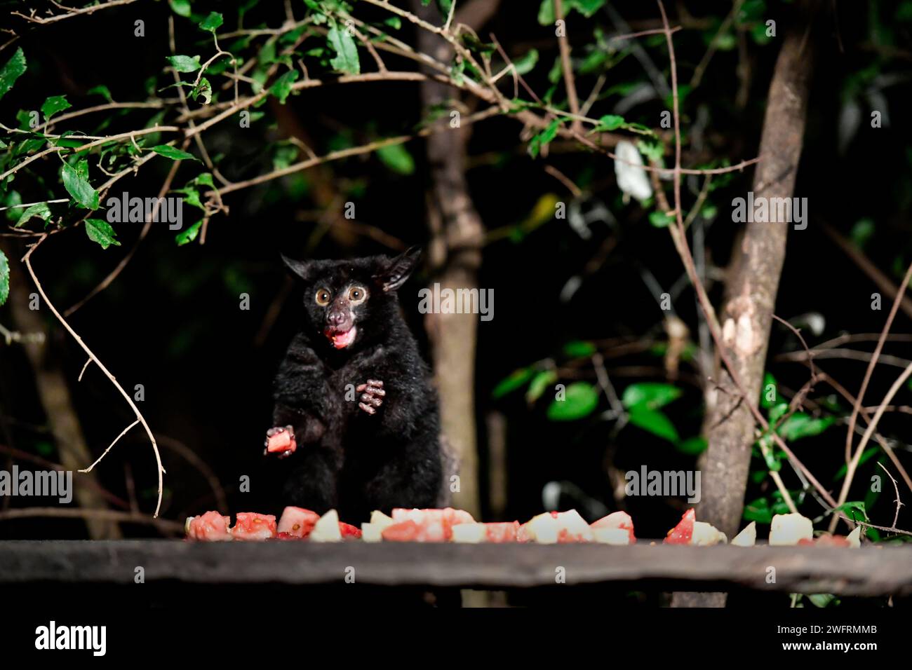 Bush baby in the night of Africa Stock Photo