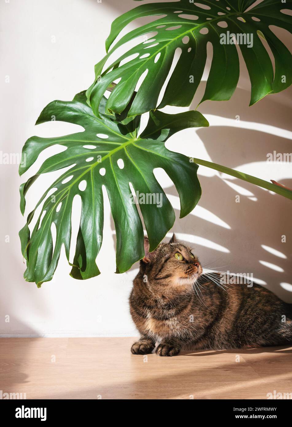 Monstera plant shadows hi-res stock photography and images - Alamy