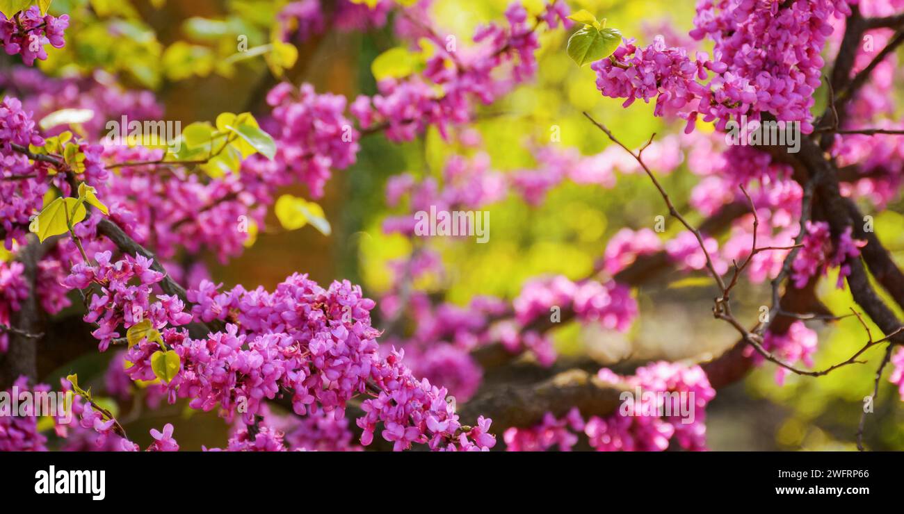 pink blossoming redbud branch. warm april day. closeup nature background Stock Photo