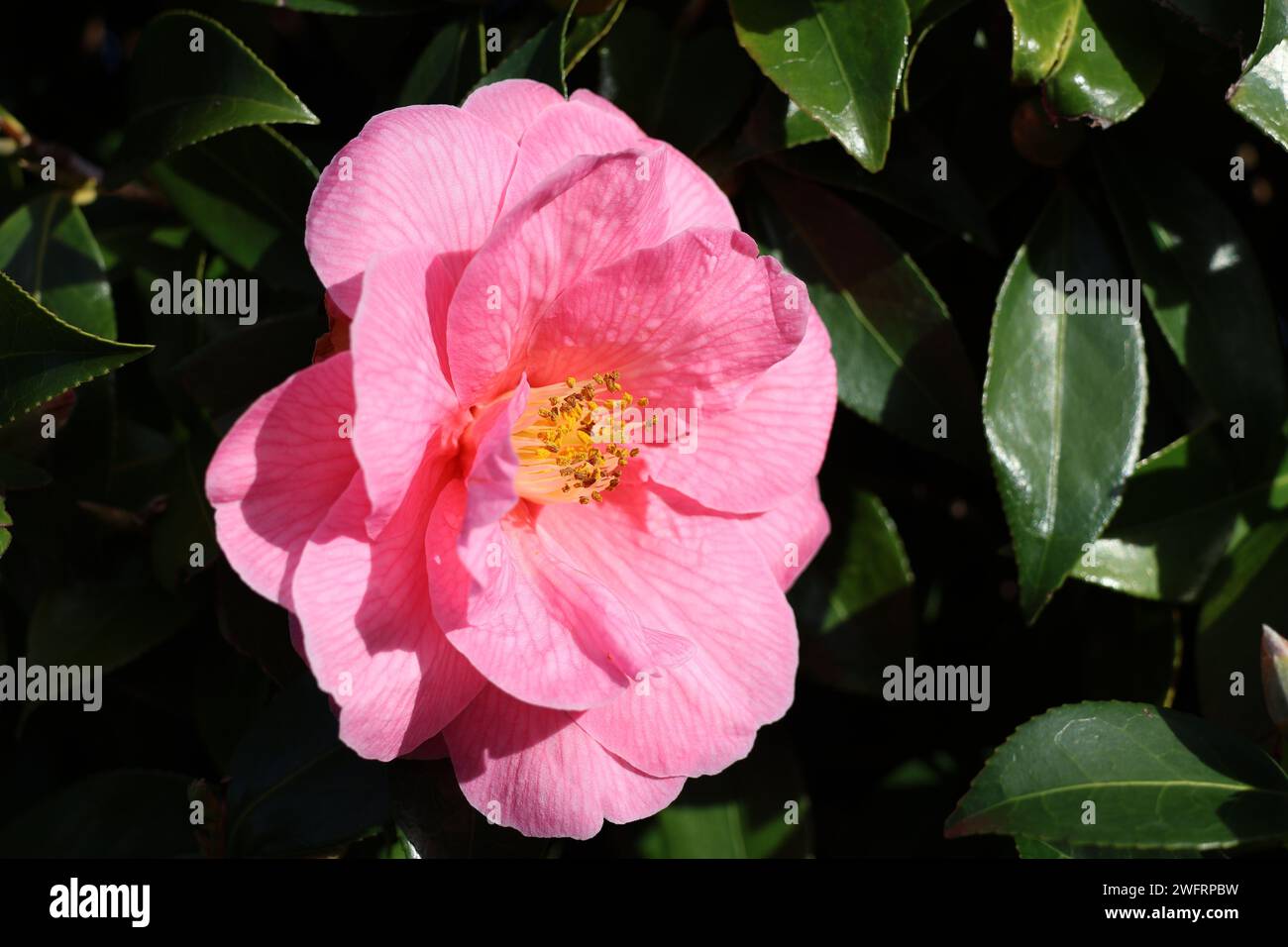 Pink Camellia Flower - Flowering at the end of January early February Stock Photo
