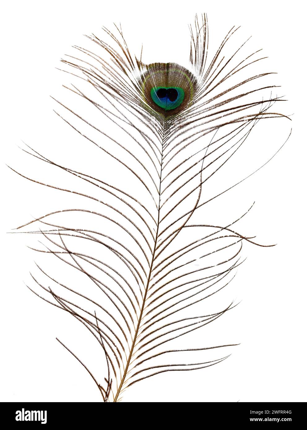 Close up of a single peacock tail feather. Isolated on a white background. Stock Photo