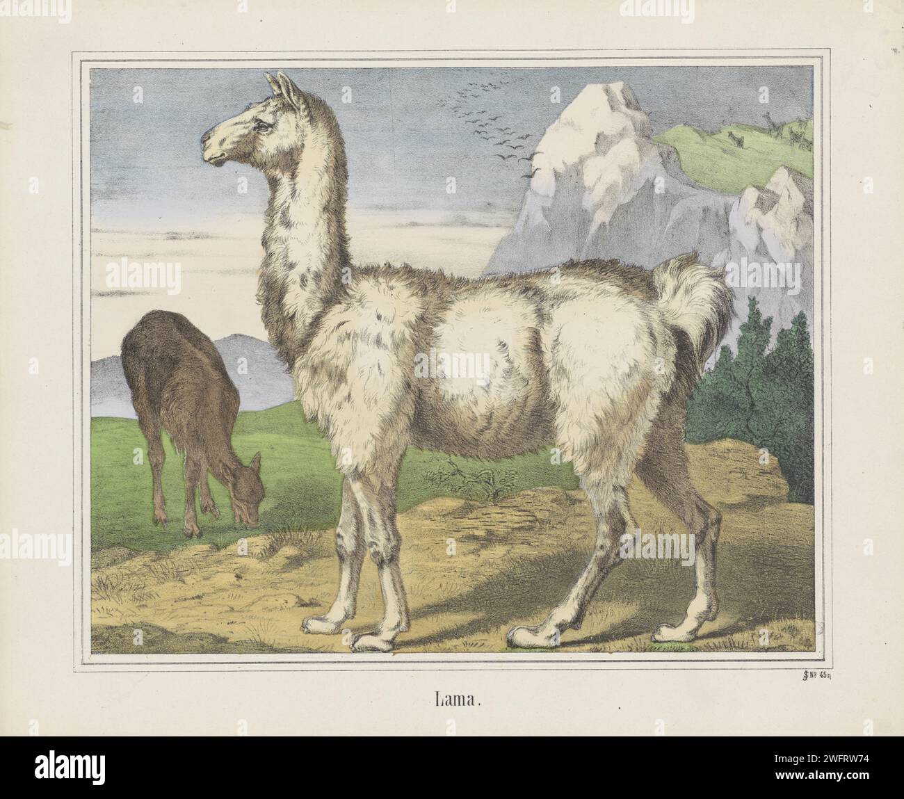Old, Firm Joseph Scholz, 1829 - 1880 print Two lamas in a mountain landscape. Numbered below: No. 45n. publisher: Mainzprint maker: Europe paper letterpress printing animals. hoofed animals Stock Photo