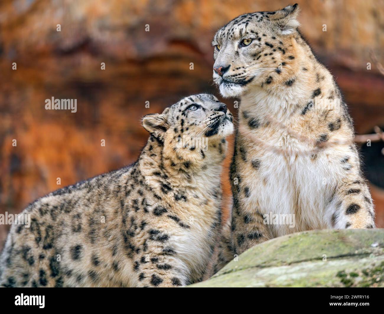 One of the cub together with his dad Mekong. Nice to see that they are still good friend! Stock Photo