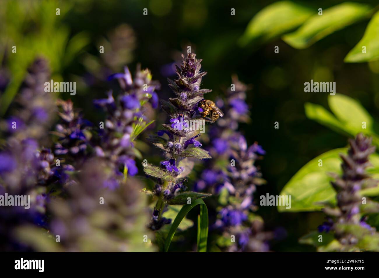 Pollinator bee on blue Bugle wildflower. Insect pollination moment outdoors in spring. Beautiful natural landscape. High quality photo Stock Photo