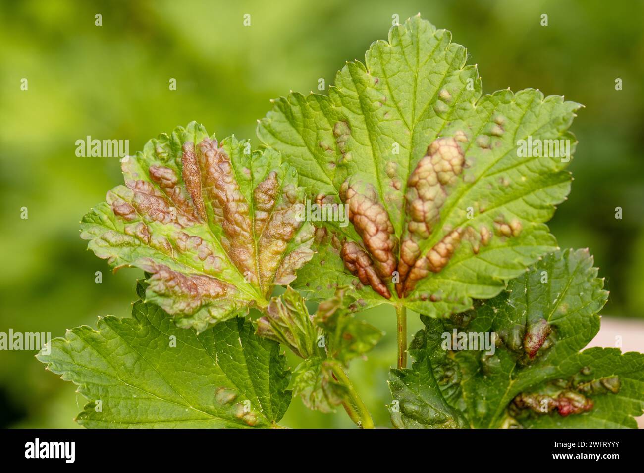 Anthracnose hi-res stock photography and images - Page 2 - Alamy