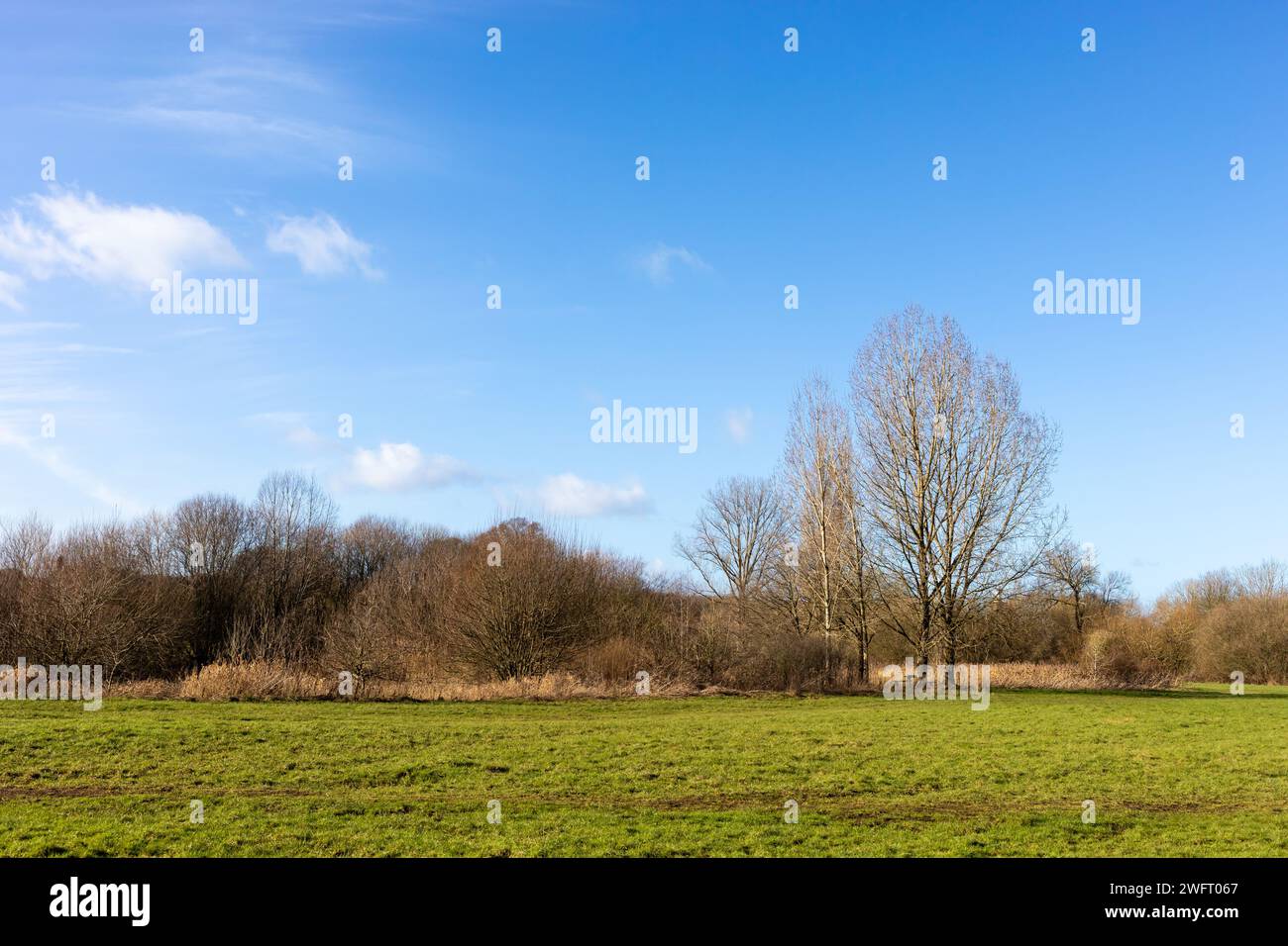 View of trees and a field in Blandford Forum, Dorset, England in winter. Stock Photo
