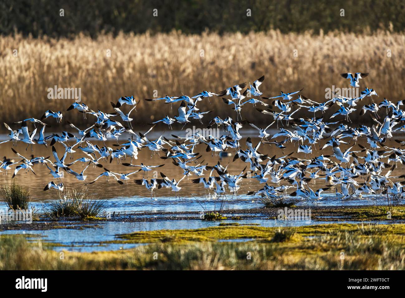 Pied Avocet, Recurvirostra avosetta, birds in flight over winter marshes at sunrise Stock Photo