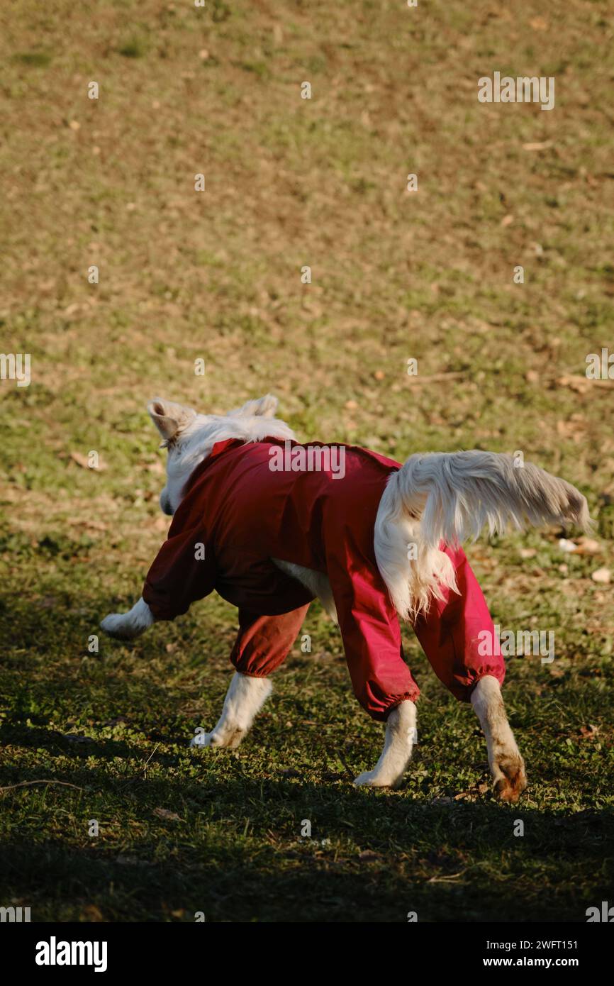 A golden retriever runs through a green clearing in the park on a sunny ...