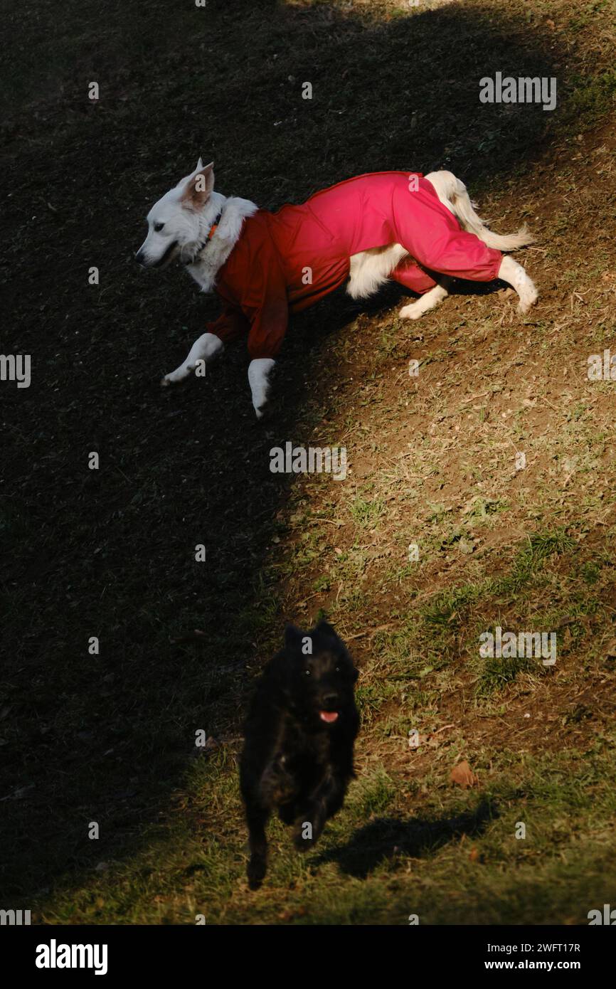 Two friendly funny dogs outside have fun playing together. A golden retriever in a protective suit from dirt and rain. A little black mutt Stock Photo