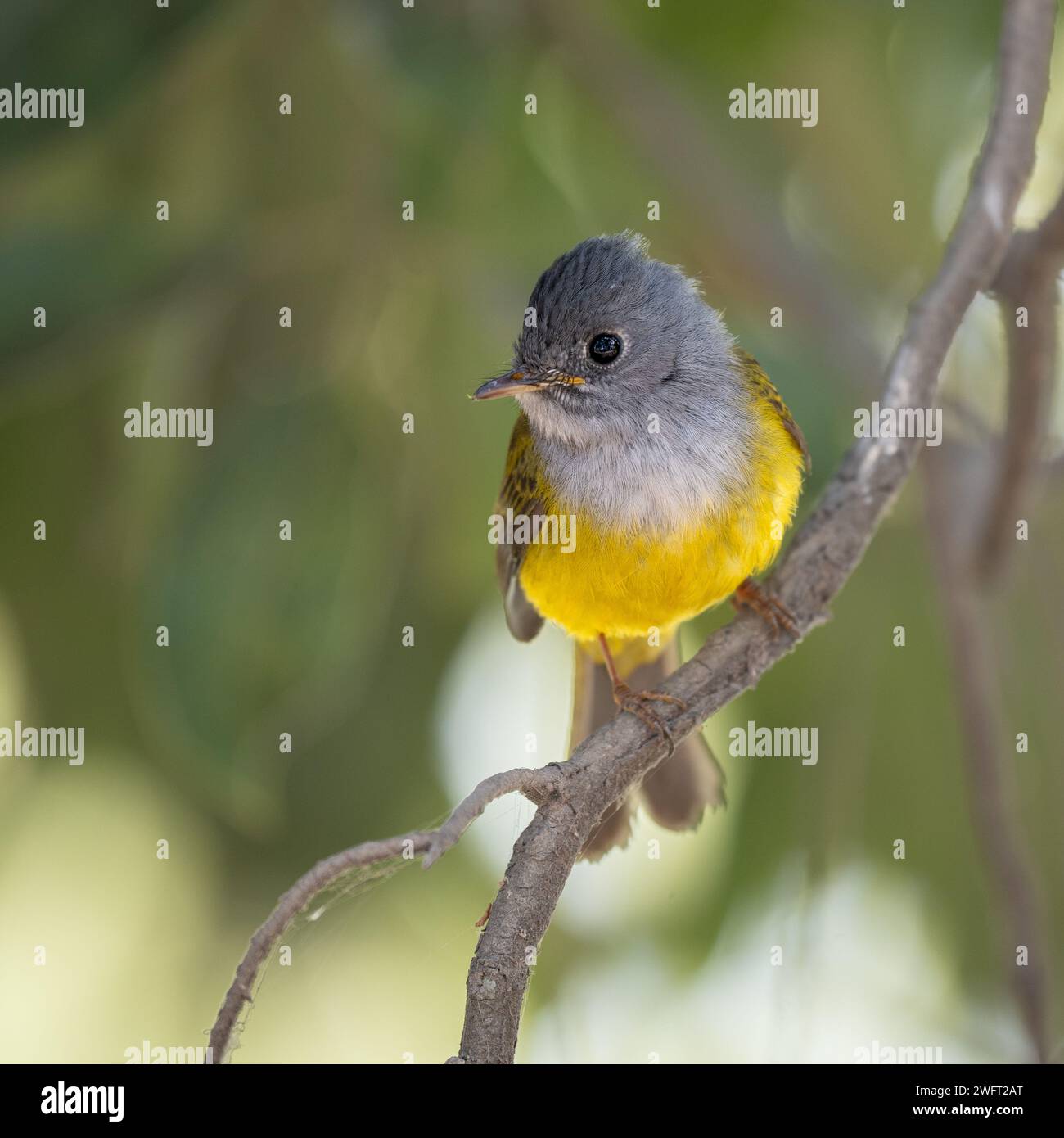 Grey-headed canary-flycatcher bird perched on a branch Stock Photo